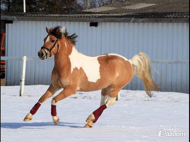 Hollandsk Sportspony Capello Ivo !<3 - „Jeg drømmer mig tilbage til de gode gamle dage. Hvor det bare var dig og mig, og ingen andre Du er alt hvad der fylder mine tanker.“. billede 22