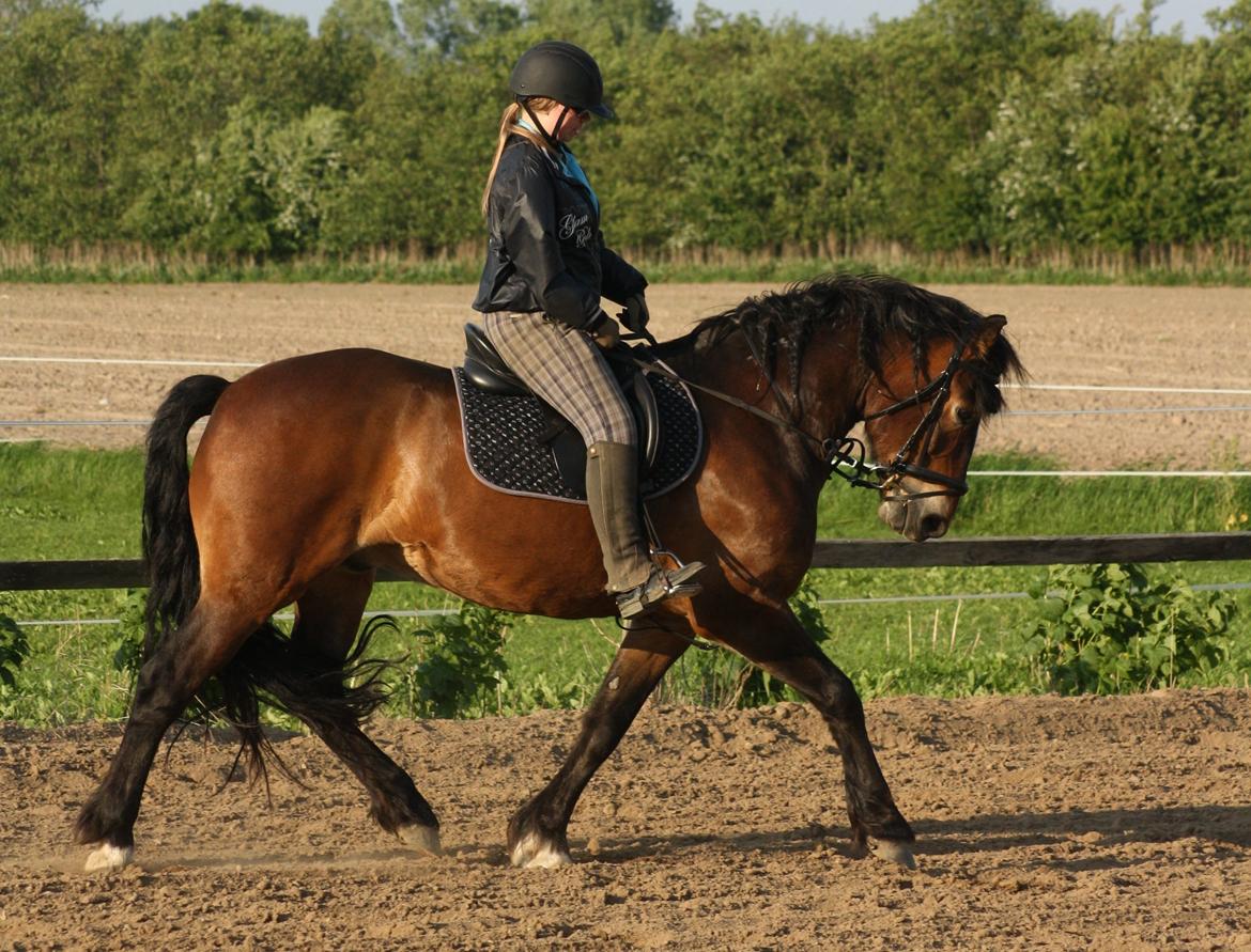 Koldblodstraver Don Damask billede 20