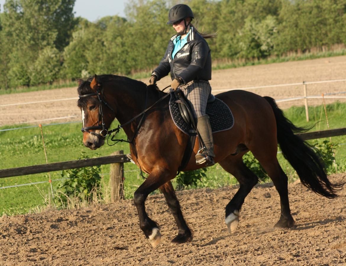 Koldblodstraver Don Damask - Velkommen til Don´s profil ;D billede 1