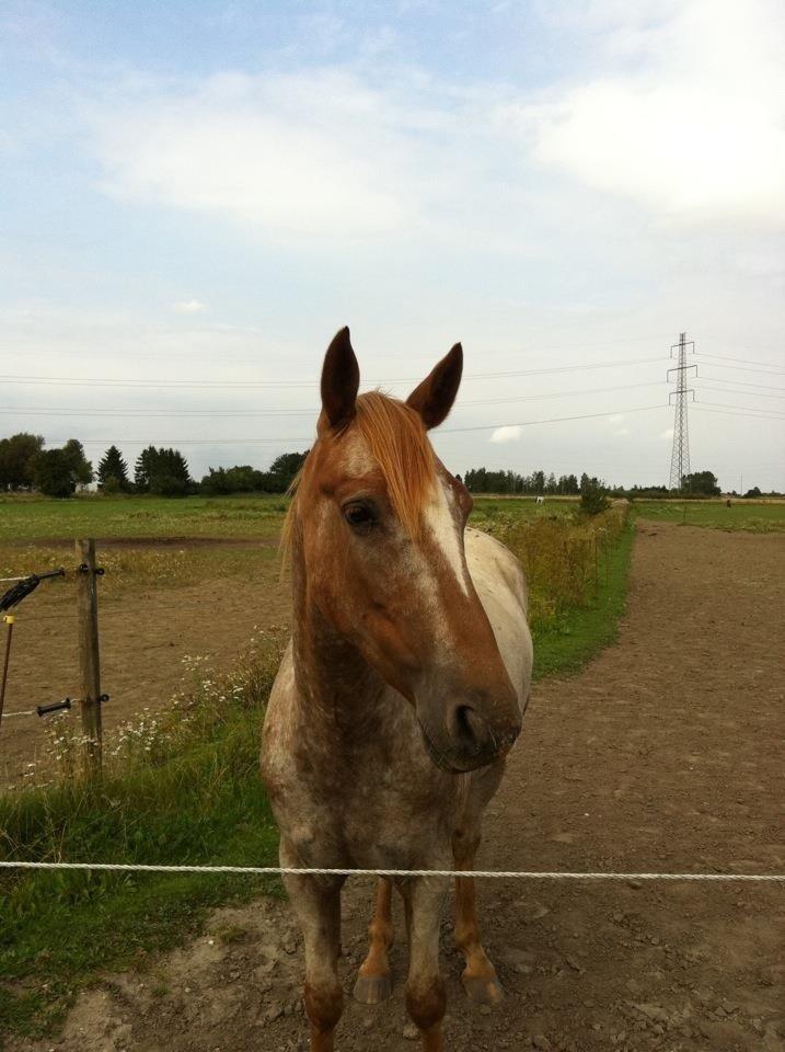 Knabstrupper Rughavens Tornado billede 1