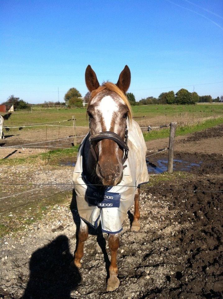 Knabstrupper Rughavens Tornado billede 2