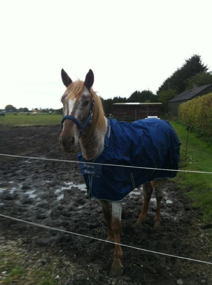 Knabstrupper Rughavens Tornado billede 3