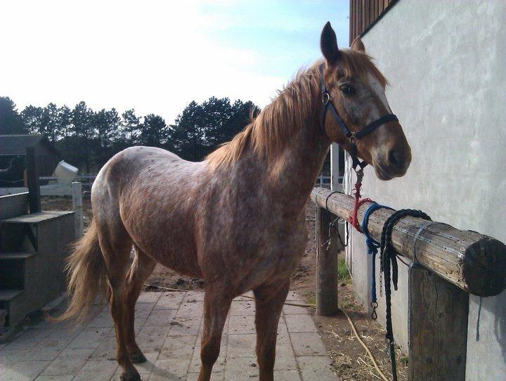 Knabstrupper Rughavens Tornado billede 4