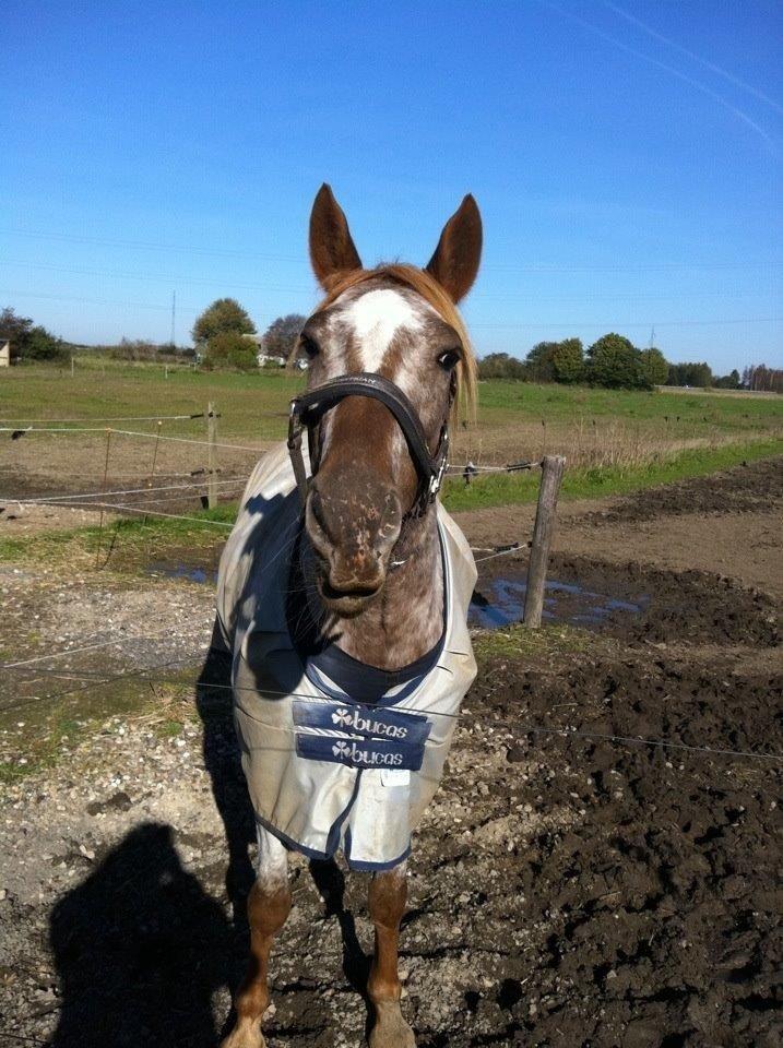 Knabstrupper Rughavens Tornado billede 5