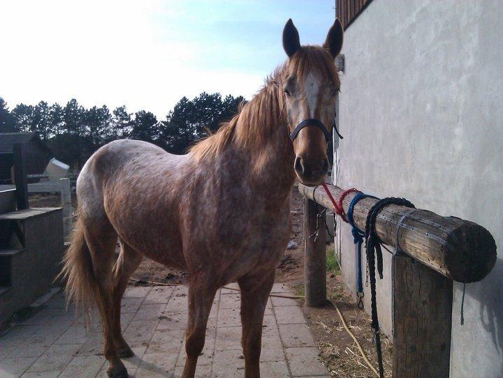 Knabstrupper Rughavens Tornado billede 6