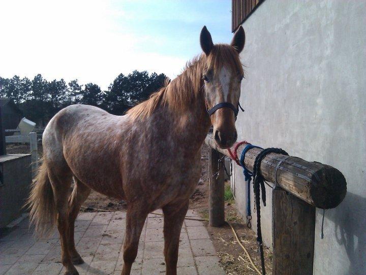 Knabstrupper Rughavens Tornado billede 7