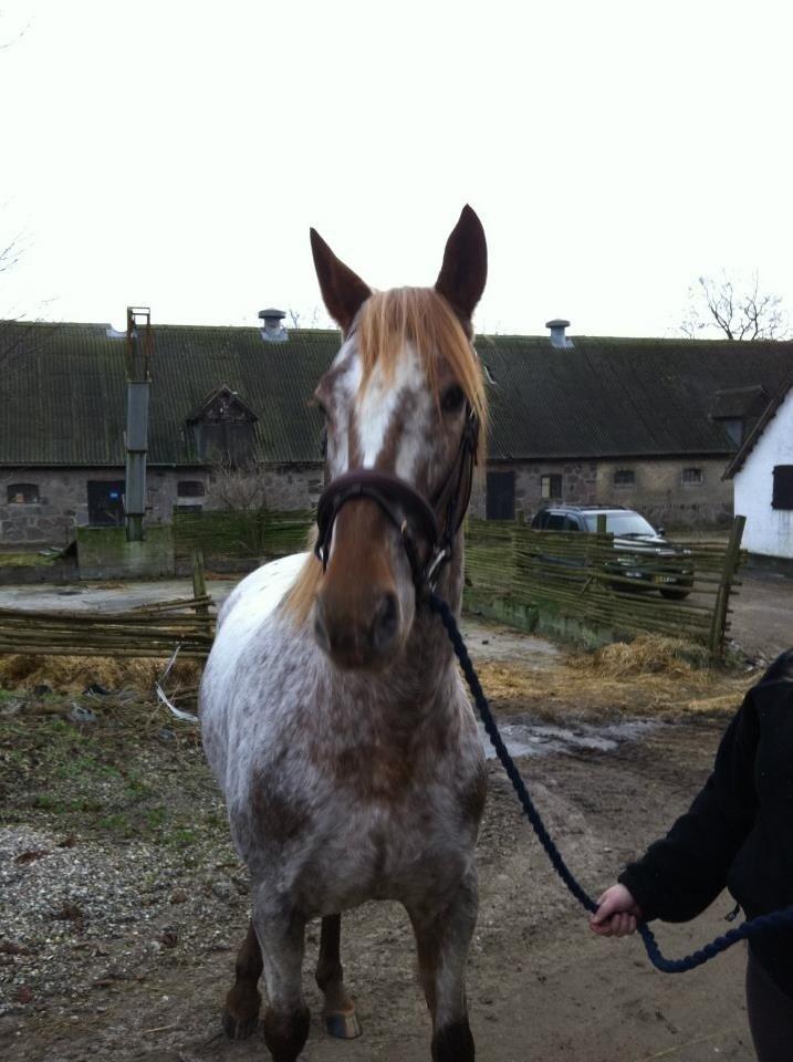 Knabstrupper Rughavens Tornado billede 8