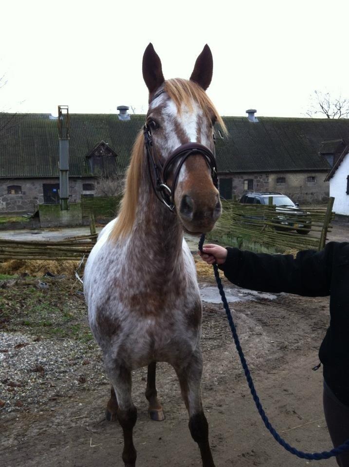 Knabstrupper Rughavens Tornado billede 9