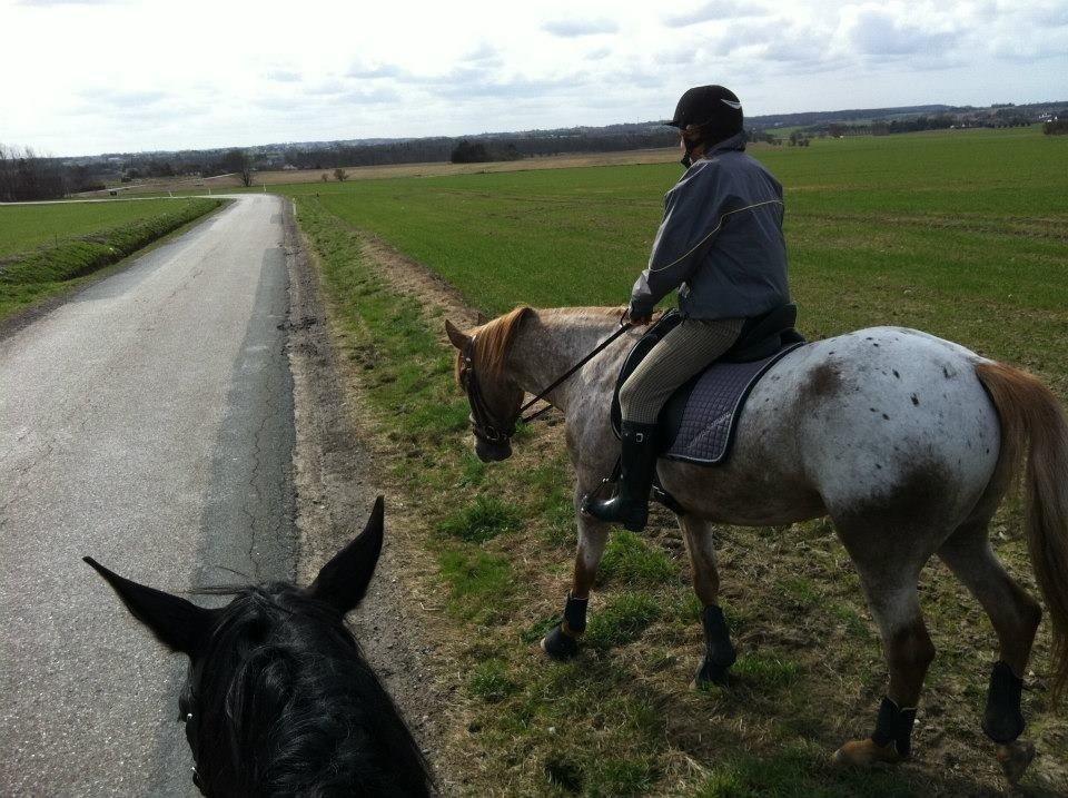 Knabstrupper Rughavens Tornado billede 10