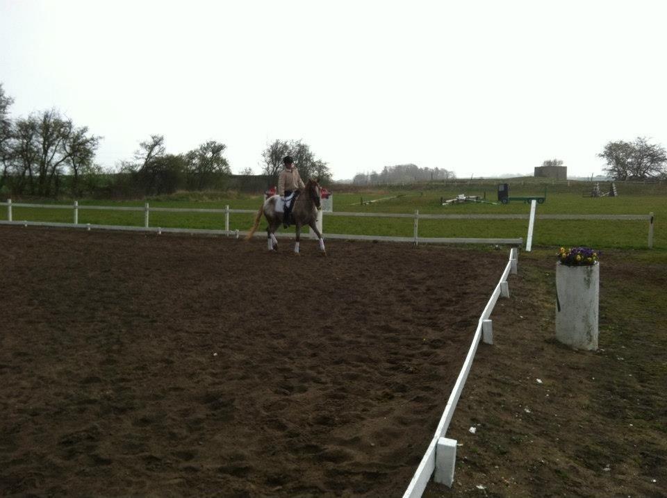 Knabstrupper Rughavens Tornado billede 11