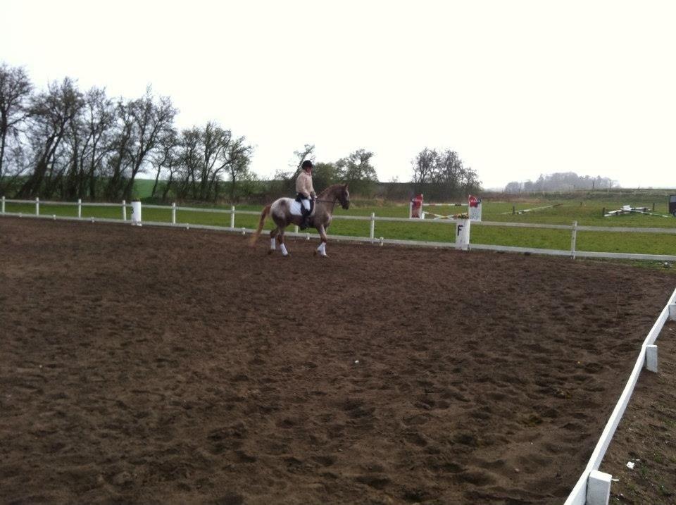 Knabstrupper Rughavens Tornado billede 12