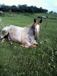 Knabstrupper Rughavens Tornado billede 13