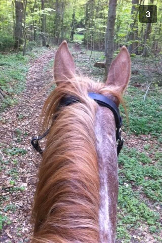 Knabstrupper Rughavens Tornado billede 14