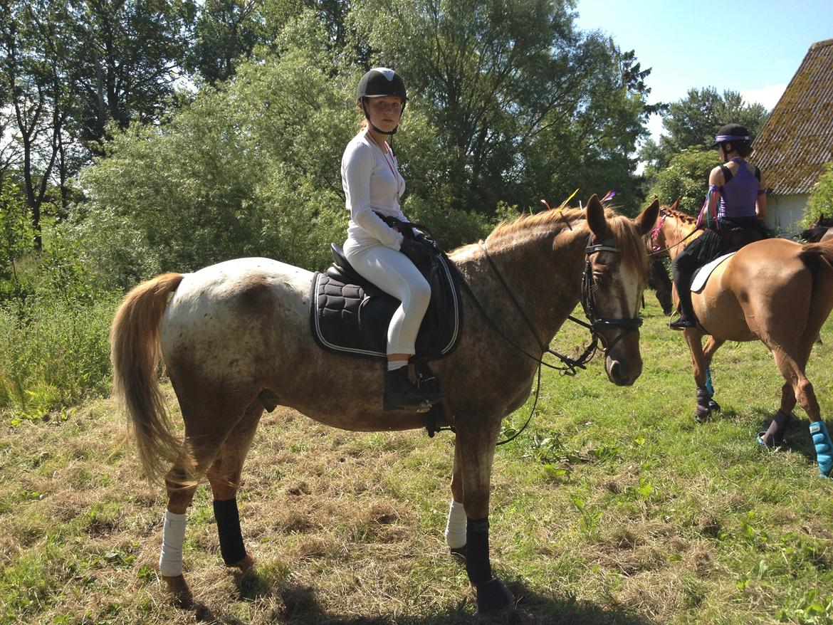 Knabstrupper Rughavens Tornado billede 15