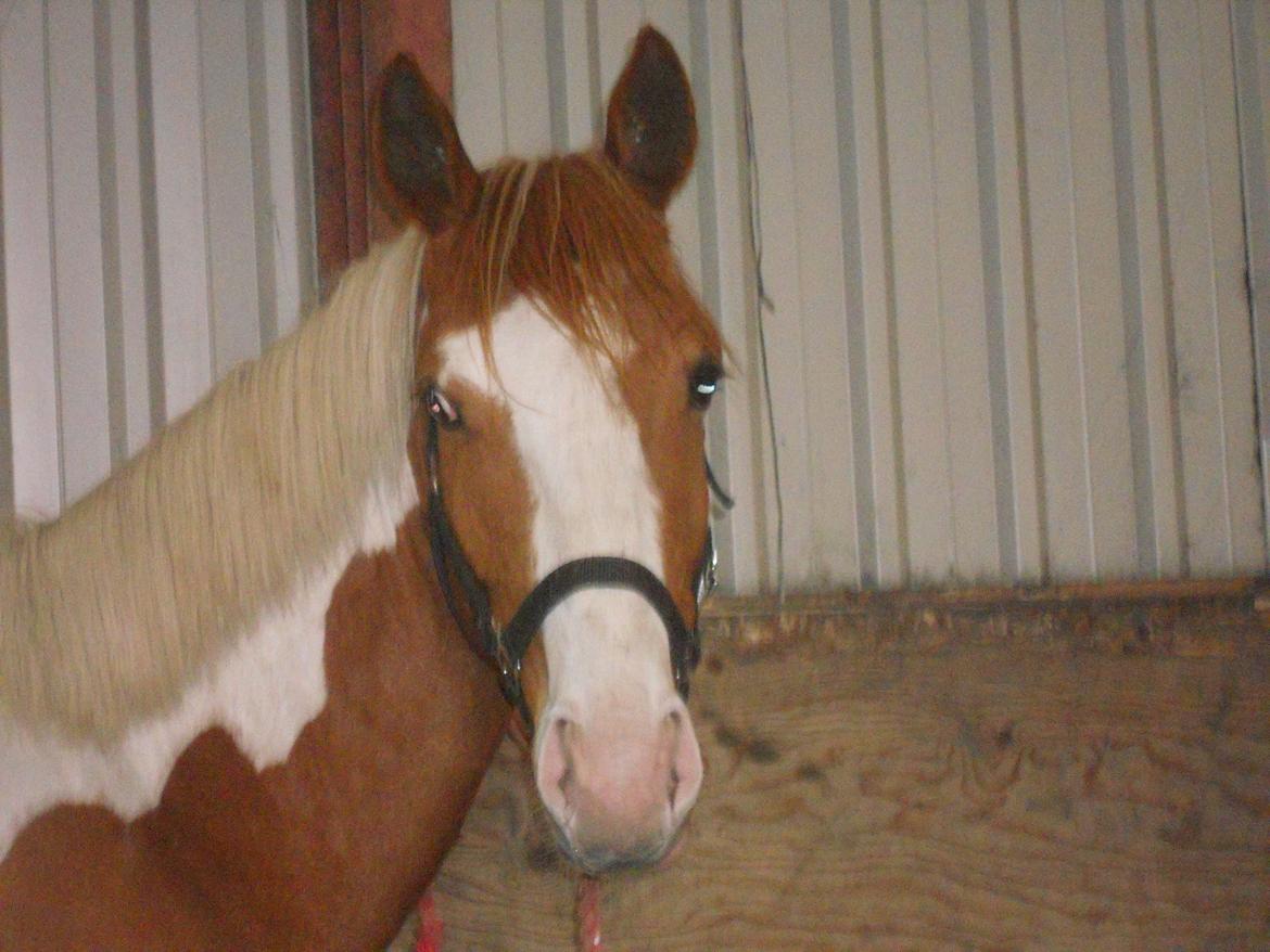 Pinto Indurain Delight - Den Brogede Skønhed - Velkommen til Indurain Delight's Profil billede 1