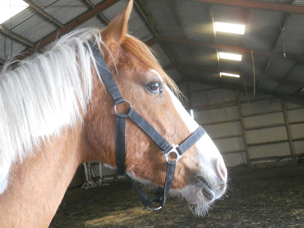 Pinto Indurain Delight - Den Brogede Skønhed billede 49