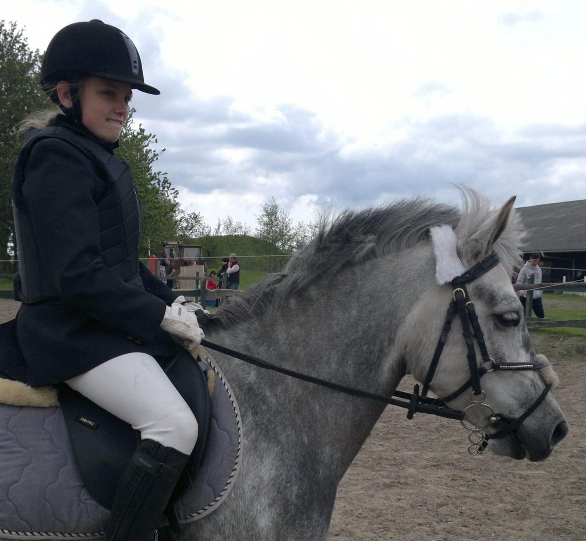 Anden særlig race Sugar - farsø, klar til at ride.. 4 gange 0 runder men ingen placering billede 14