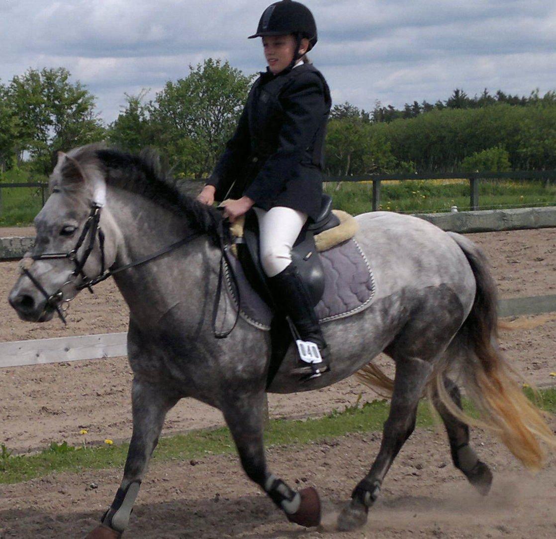 Anden særlig race Sugar - venter på min tur... farsø 2013 billede 15