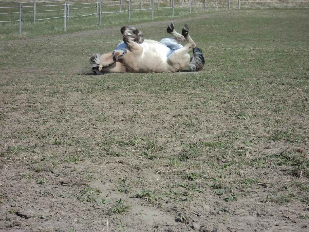 Fjordhest Fjolle billede 1