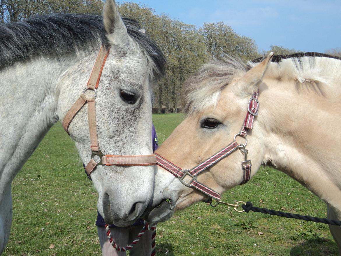 Fjordhest Fjolle billede 2