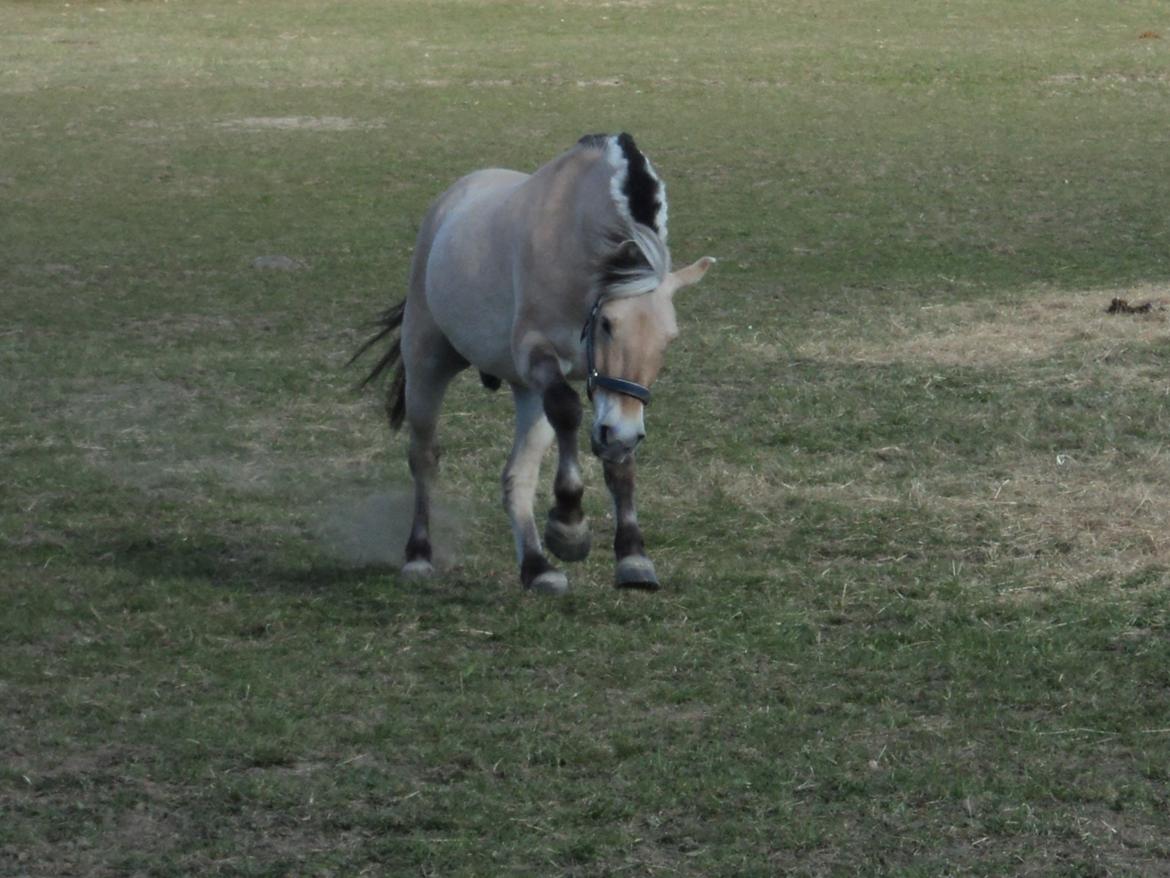Fjordhest Fjolle billede 3