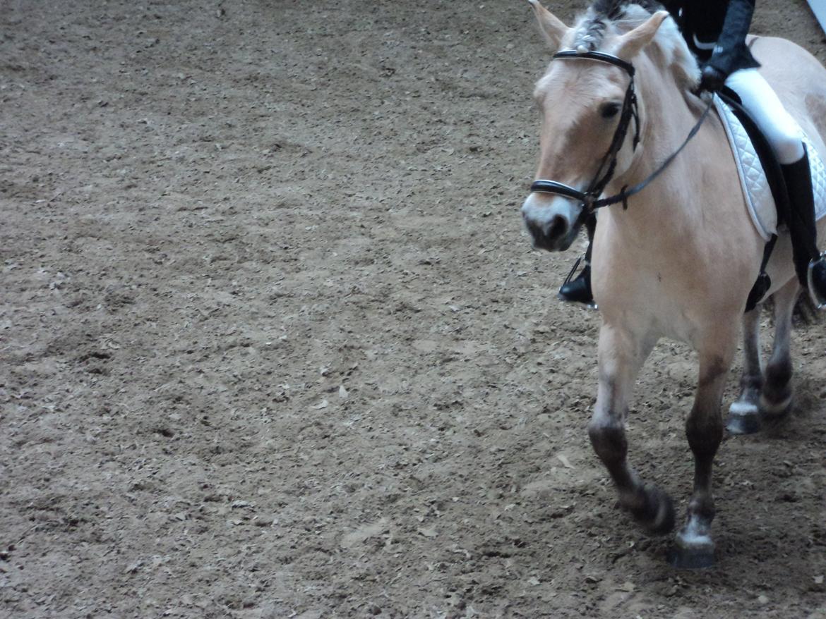 Fjordhest Fjolle billede 4