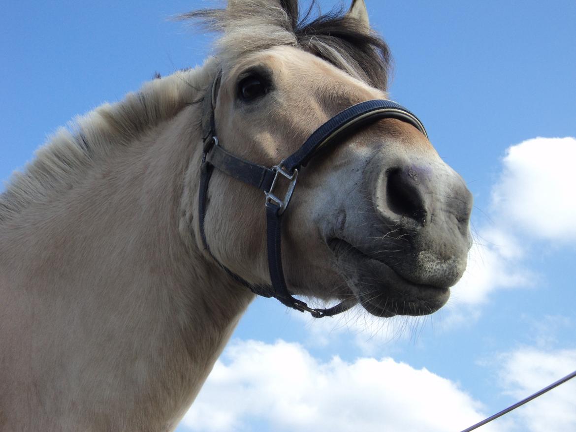 Fjordhest Fjolle billede 5