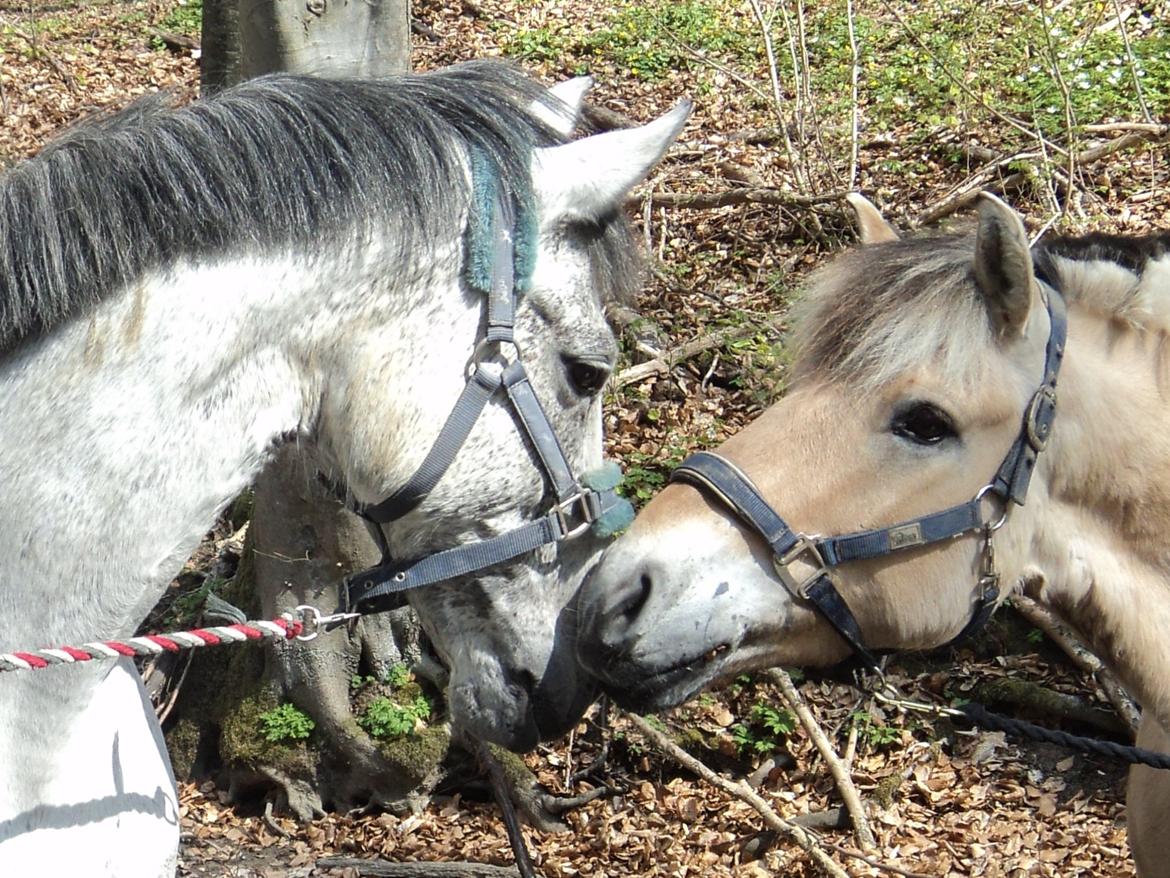 Fjordhest Fjolle billede 6