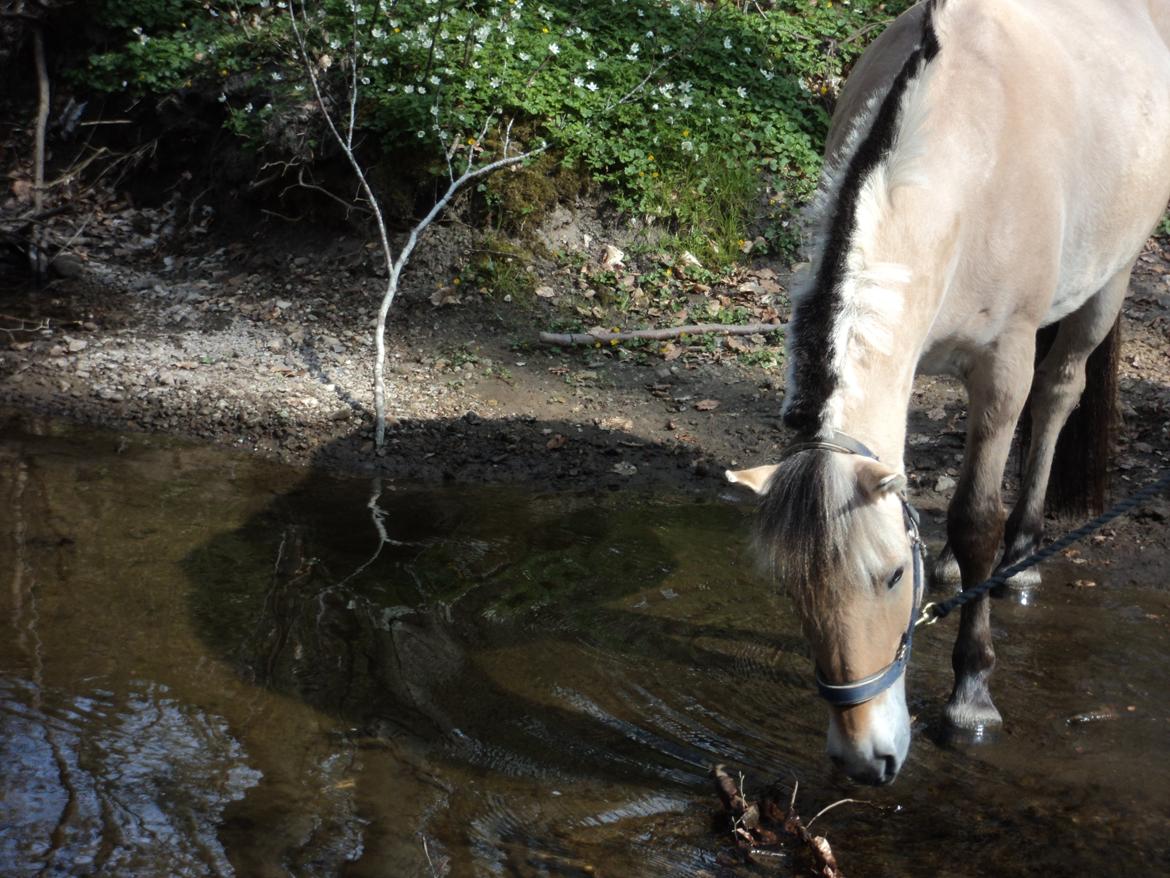Fjordhest Fjolle billede 7