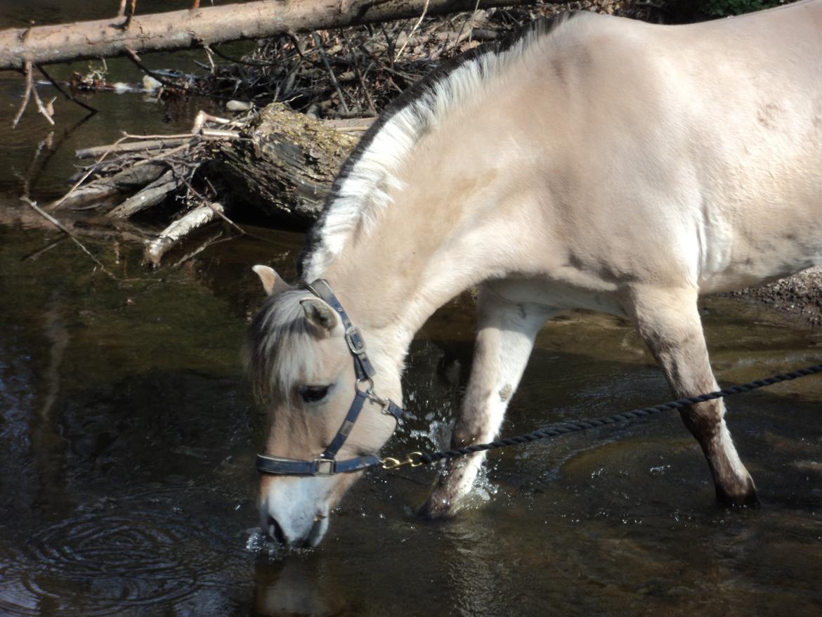 Fjordhest Fjolle billede 8