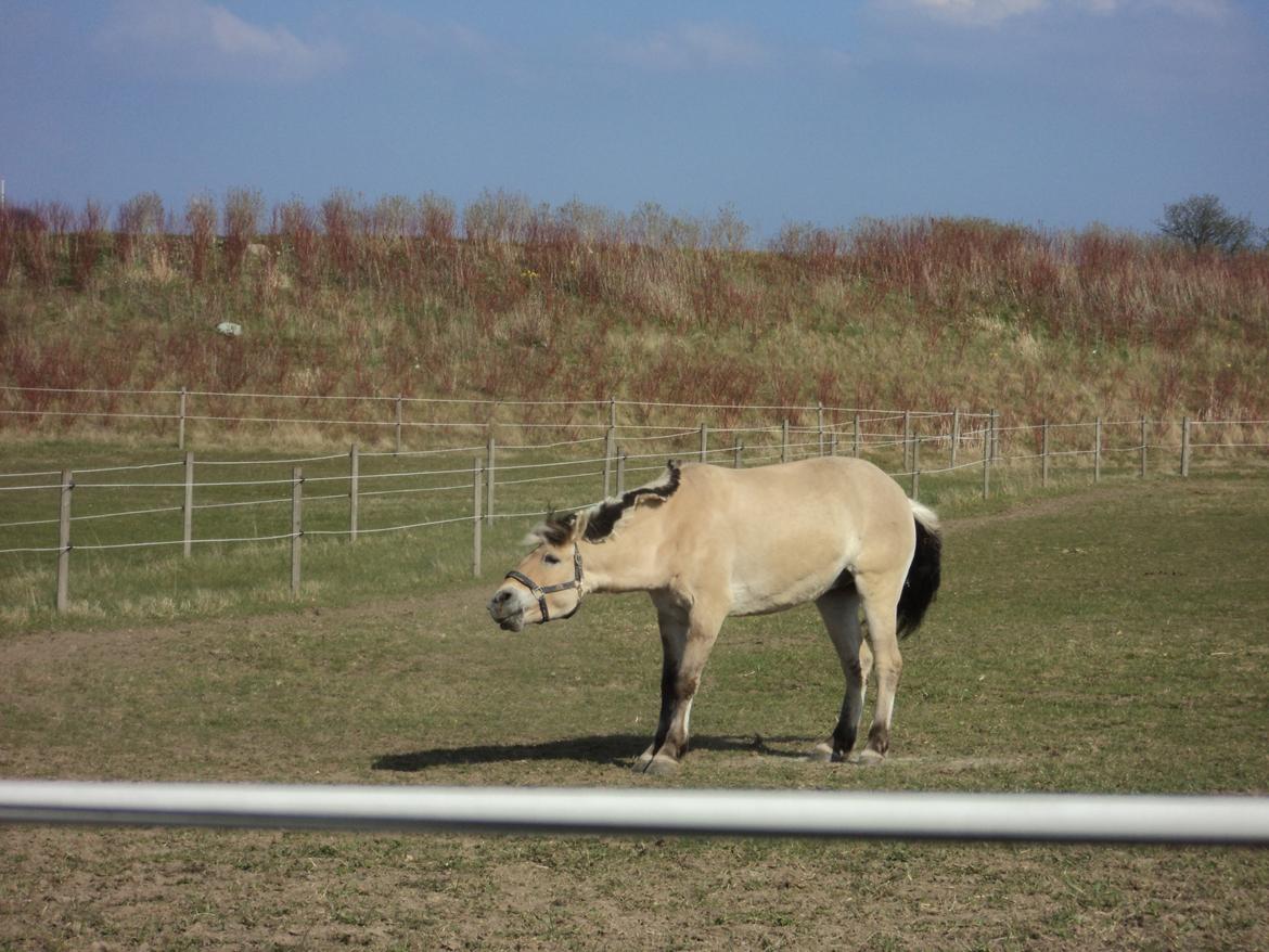 Fjordhest Fjolle billede 9