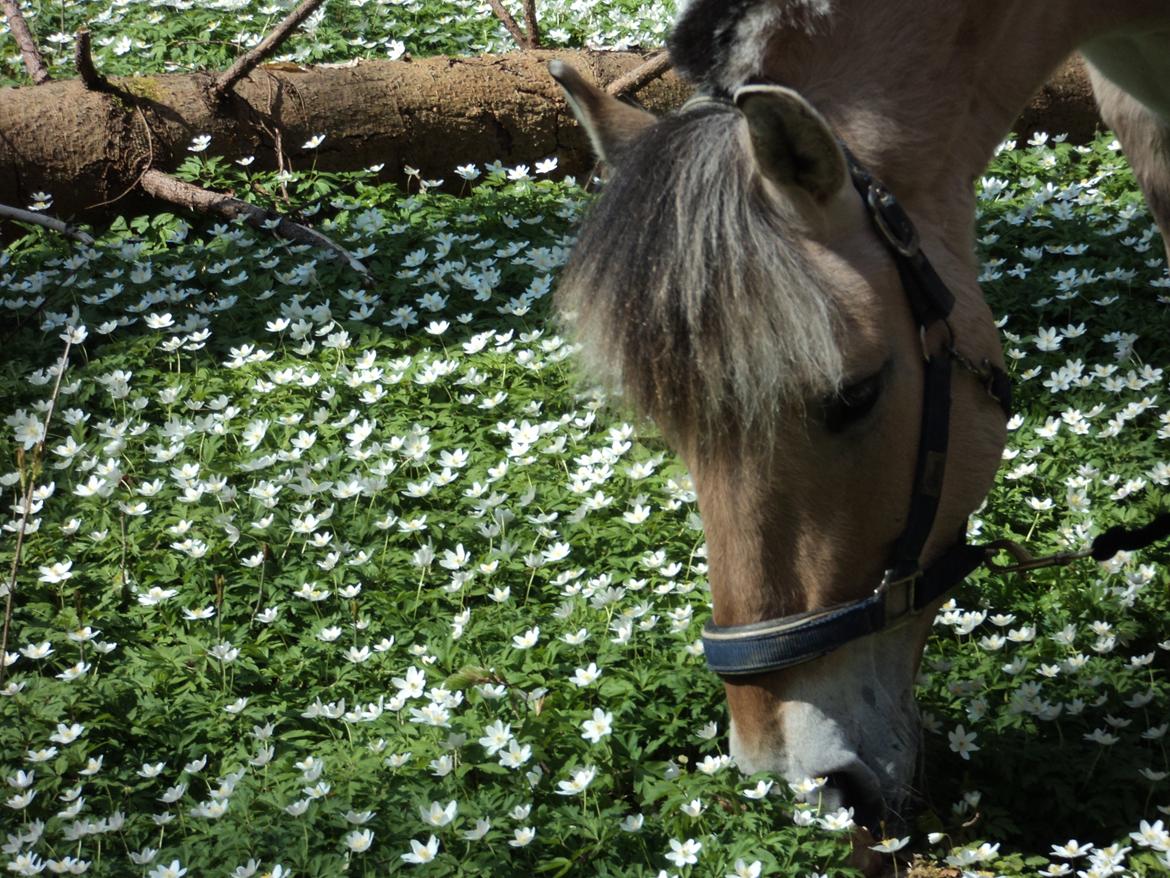 Fjordhest Fjolle billede 10