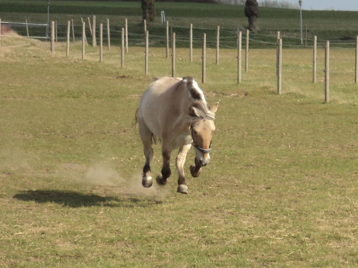 Fjordhest Fjolle billede 11
