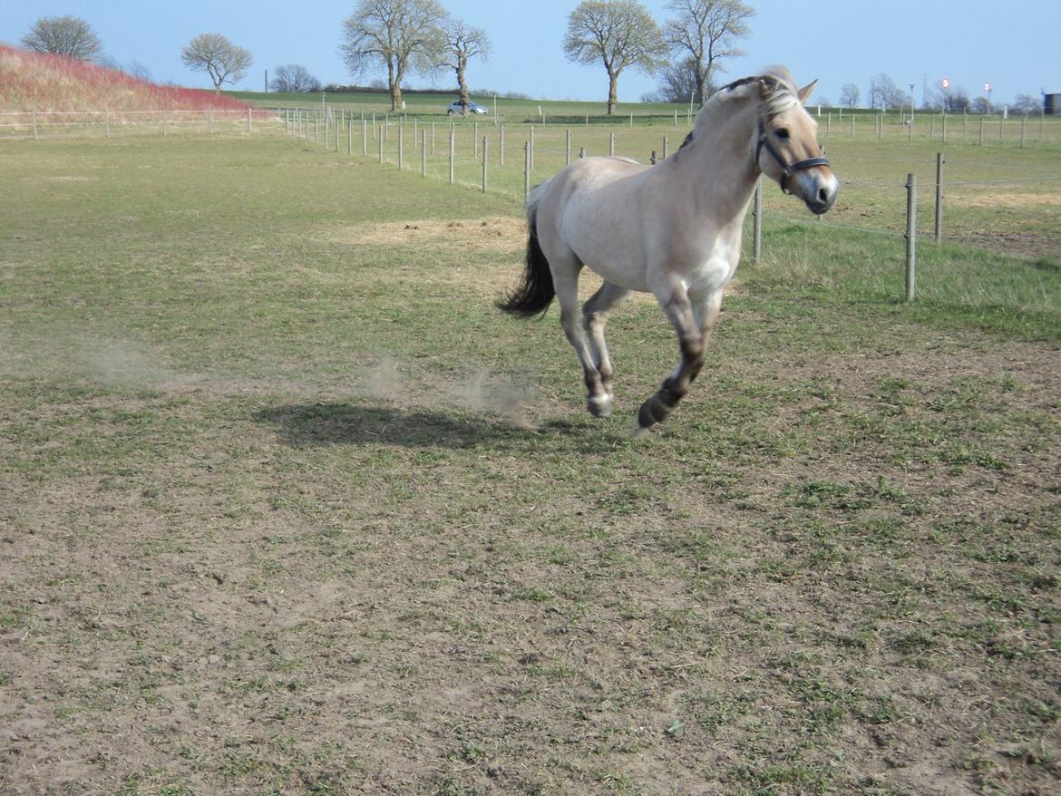 Fjordhest Fjolle billede 12