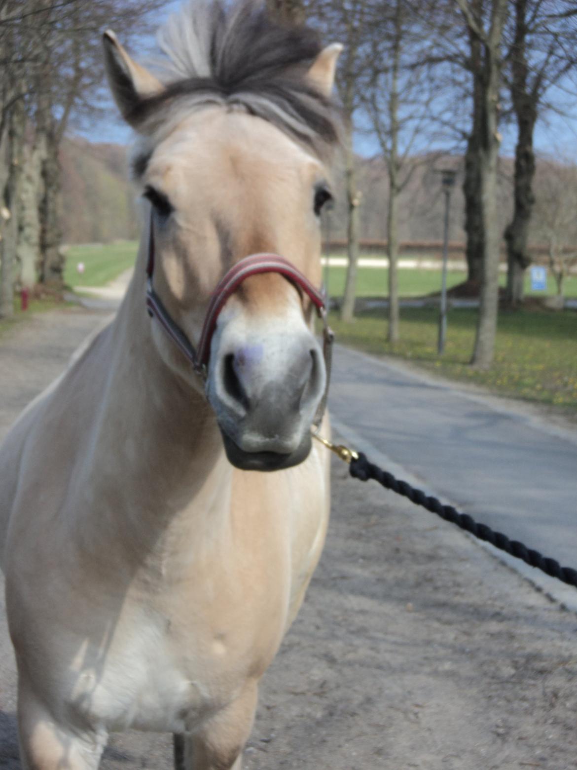 Fjordhest Fjolle billede 13