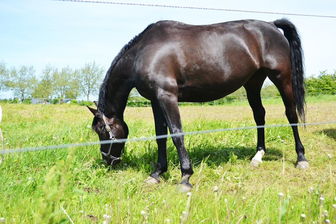 Anden særlig race Lady Gaga billede 6