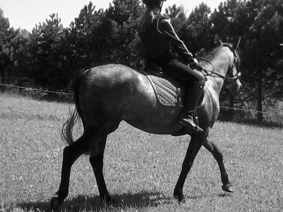 Anden særlig race Payback - D. 03-06-2013, bidløst billede 20