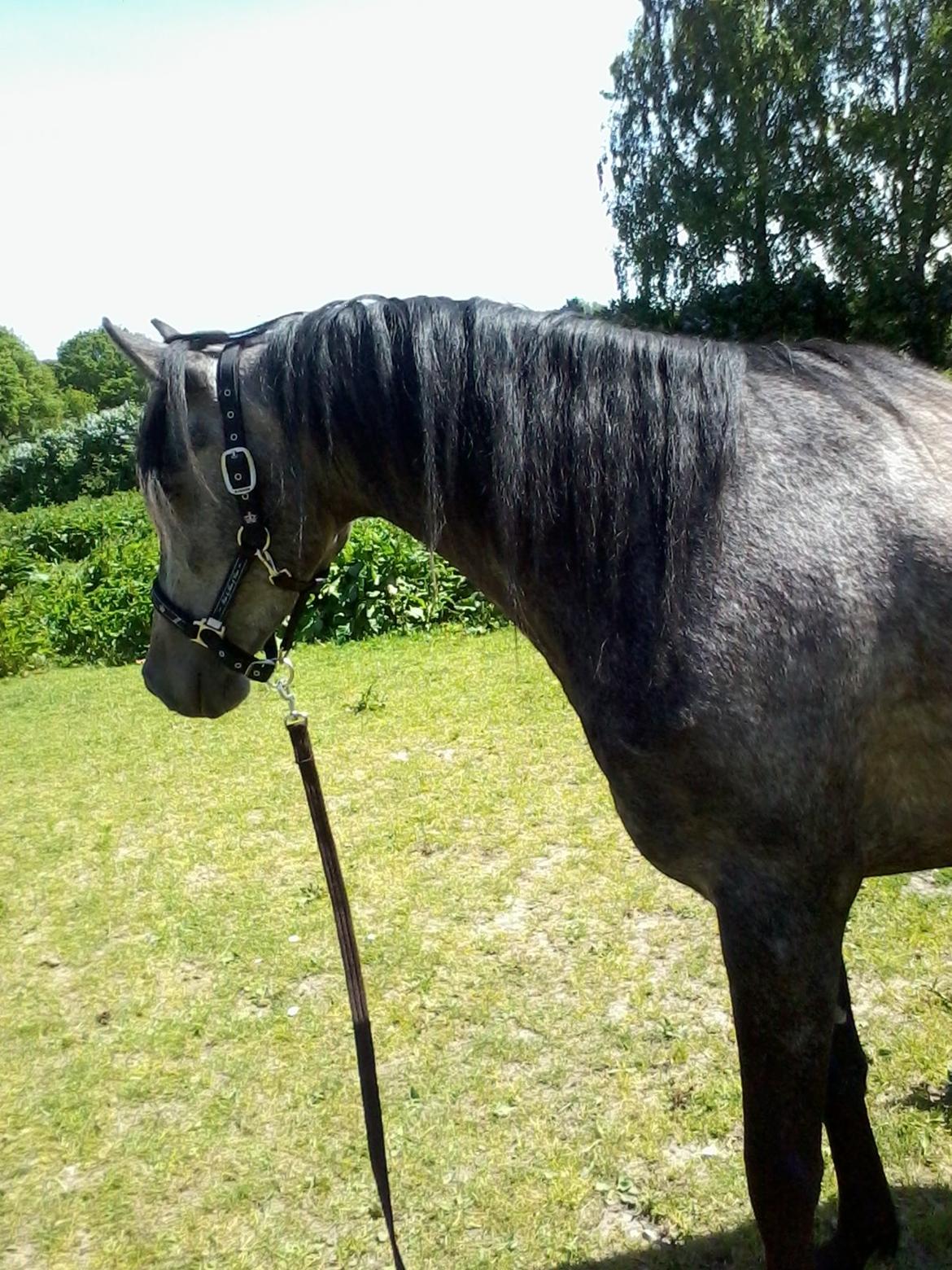 Anden særlig race Payback - D. 04-06-2013 Min lille 75% araber der kigger på en farlig pressending billede 18