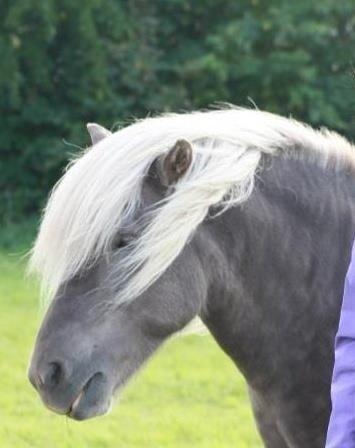 Islænder Así - Billede fra en af de første gange jeg så ham, for omkring 2 år siden.  :) billede 4