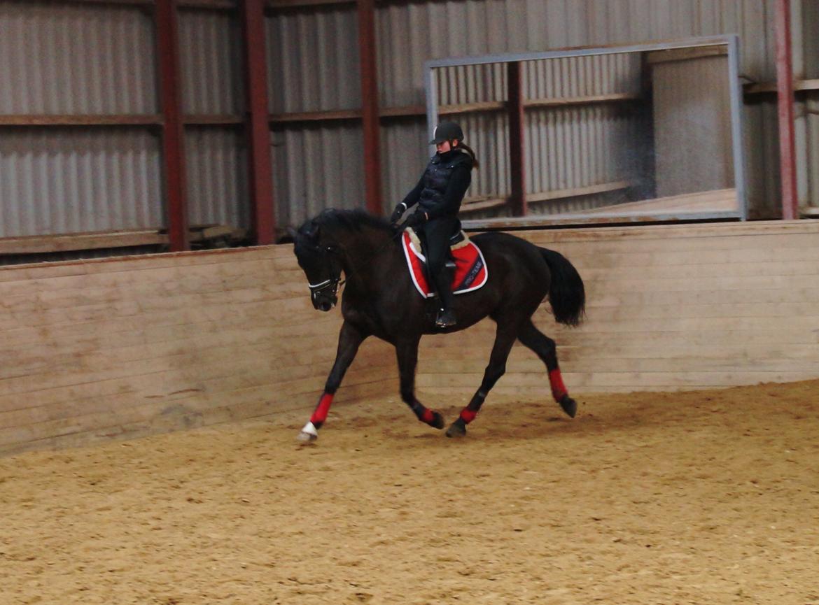 Dansk Varmblod Druebrogård's colibri billede 3