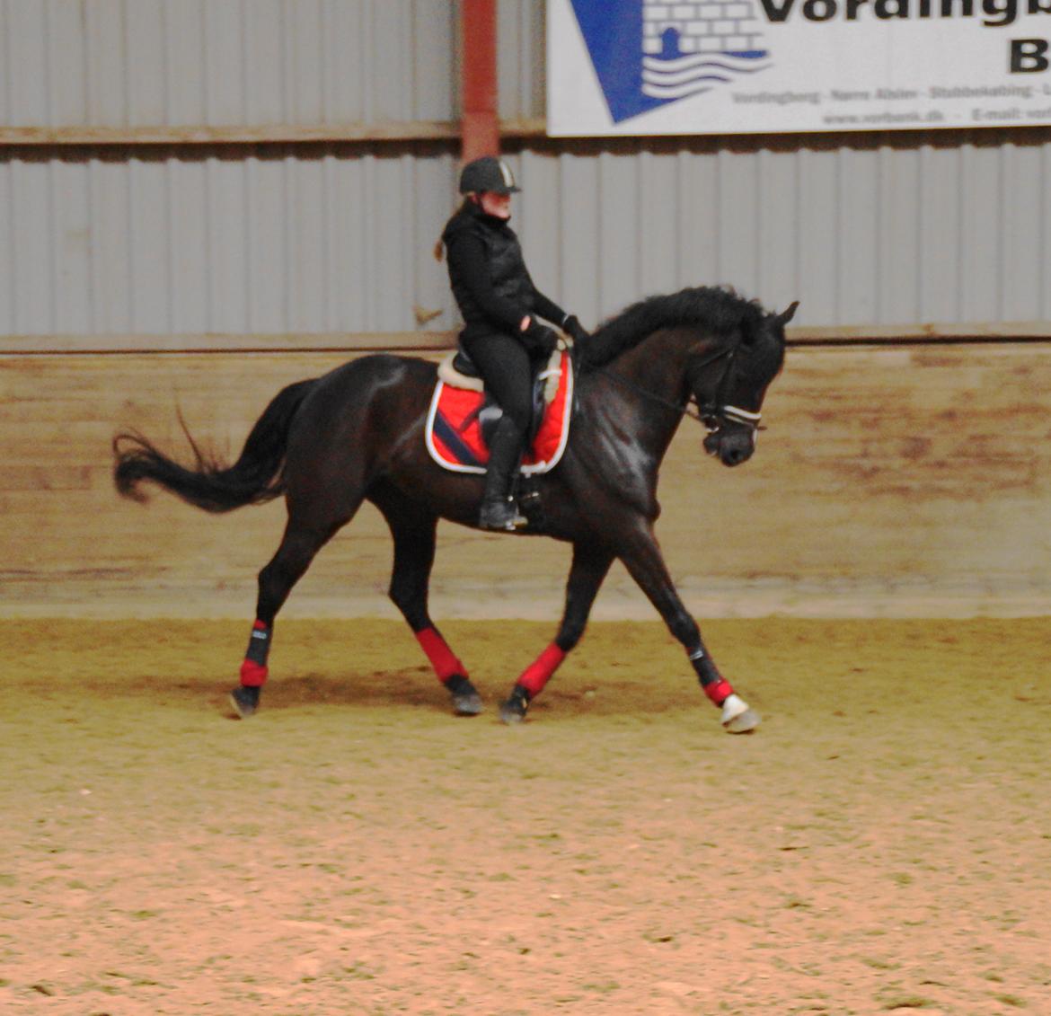 Dansk Varmblod Druebrogård's colibri billede 4