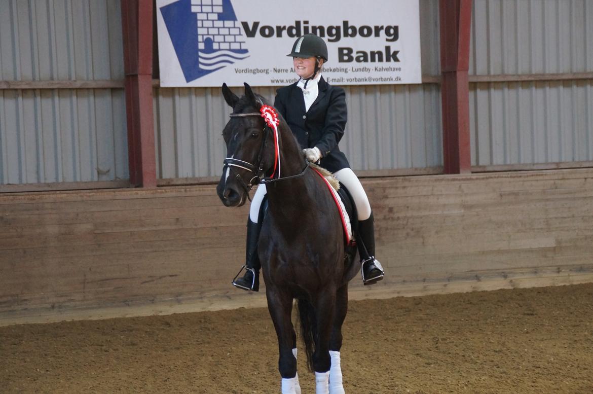 Dansk Varmblod Druebrogård's colibri billede 5