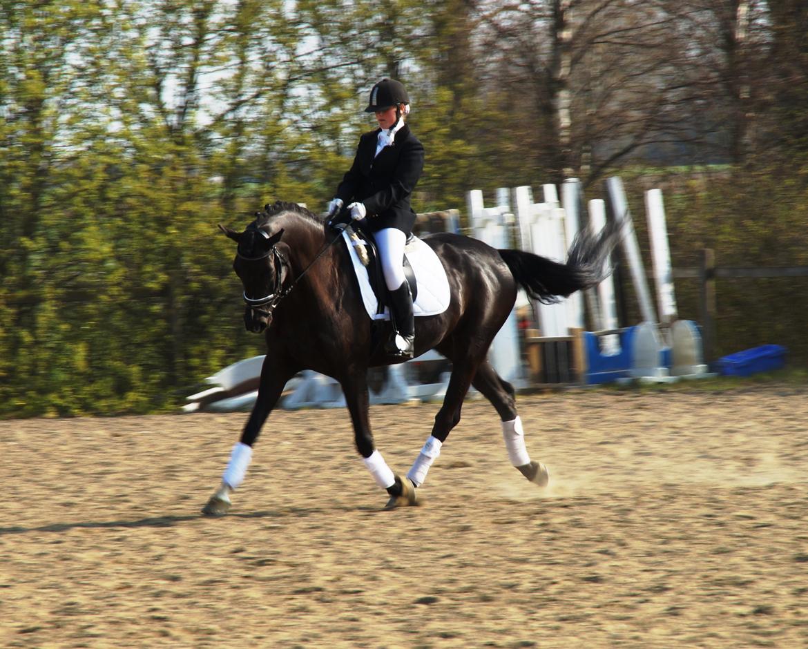 Dansk Varmblod Druebrogård's colibri billede 6
