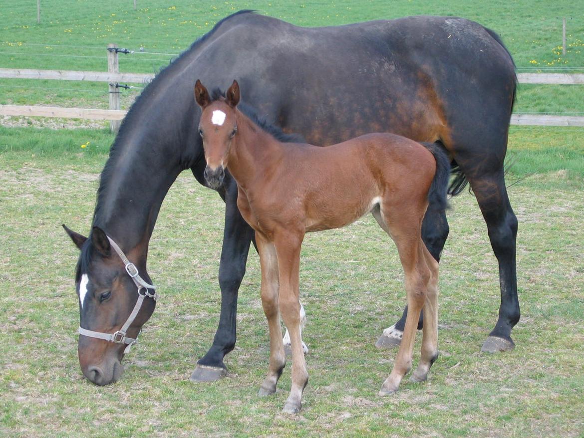 Dansk Varmblod Hjælmsbjergs Chakira - Baby Chakira :) billede 2