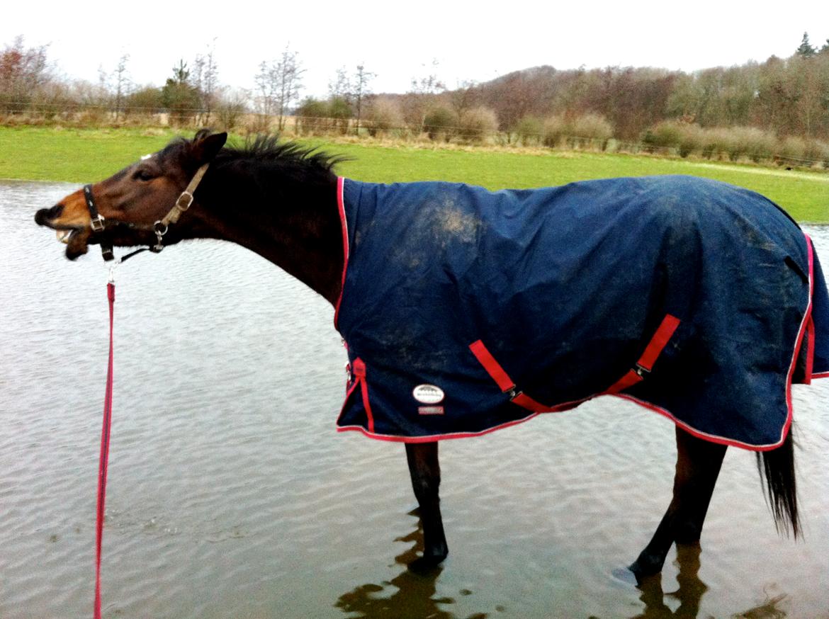 Dansk Varmblod Hjælmsbjergs Chakira - Vand er åbenbart rigtig sjovt :) billede 3