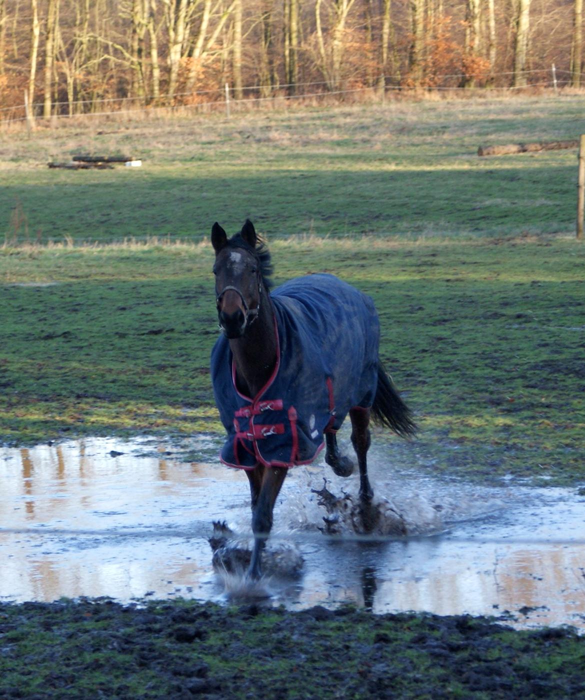 Dansk Varmblod Hjælmsbjergs Chakira - Vand er skønt! :) billede 4