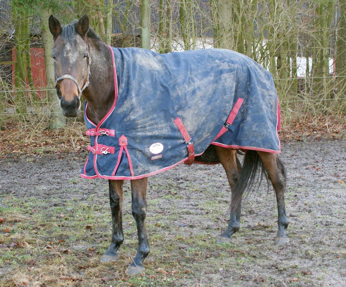 Dansk Varmblod Hjælmsbjergs Chakira - En rigtig beskidt hest i det tidlige forår '13 billede 5