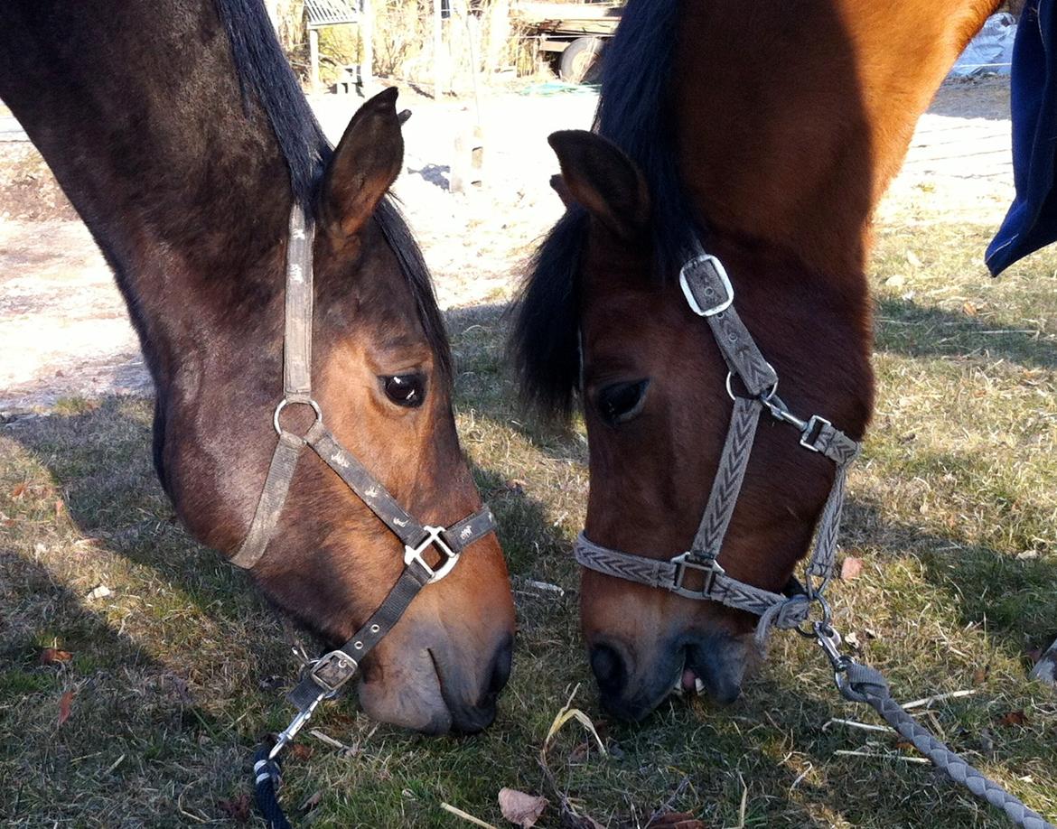 Dansk Varmblod Hjælmsbjergs Chakira - Chakira og Fielfraz <3 billede 6