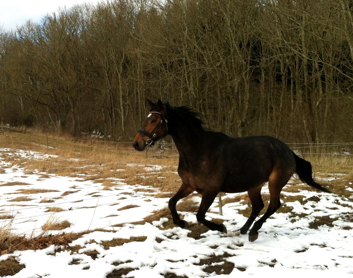 Dansk Varmblod Hjælmsbjergs Chakira - Chakira krudter af! Feb'13 billede 7