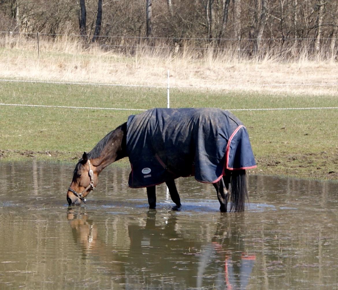 Dansk Varmblod Hjælmsbjergs Chakira - Søhesten <3 billede 8